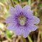 Blueflower Butterwort