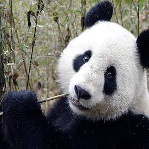 PANDA WALLPAPERS 1.2.0