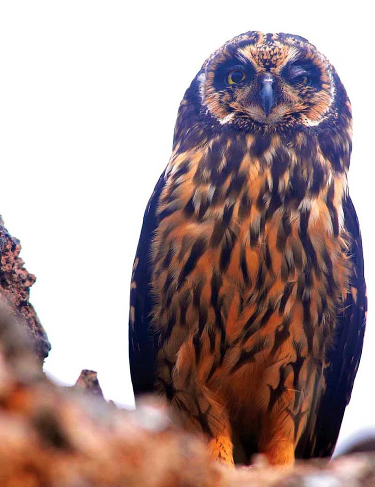 An owl that's native to the Galapagos.