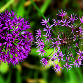 Two purple Spheres by Marsha Biller - Flowers Flowers in the Wild