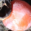 Persimmon fruit