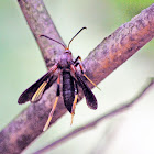 Ash Borer Moth