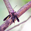 Ash Borer Moth