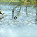 American Coot