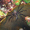 Juvenile lionfish