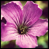 Lilac oxalis