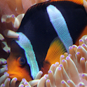 Fish Photo Book logo