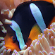 Fish Photo Book