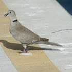 eurasian collard dove