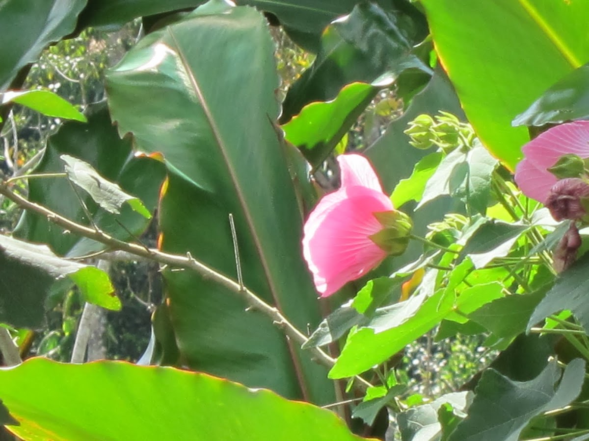 large pink flower and buds