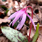 Dog's tooth violet, pasji zub