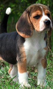 How to get Beagles Wallpapers 1.0 mod apk for android