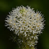 Beargrass