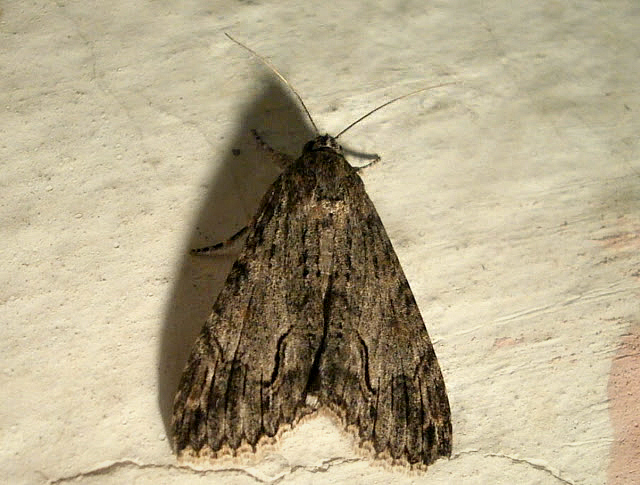 Royal Poinciana Moth.