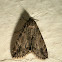 Royal Poinciana Moth.