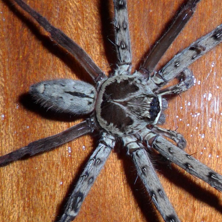 Brown huntsman spider(male)