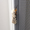 Acraea Moth