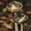 Coprinopsis mushroom