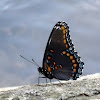 Red spotted Purple butterfly