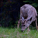 Rocky Mountain Mule Deer