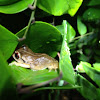 Red-Eyed Coqui