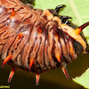 Polydamas Swallowtail Caterpillar