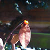 seven-spotted ladybug