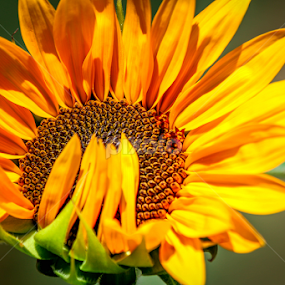 Shy Sunflower by Leah N - Flowers Single Flower