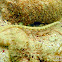 Reeftop Pipefish