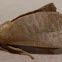 Crowned Slug Moth