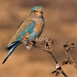 Color  by Ghazan Joyia -  