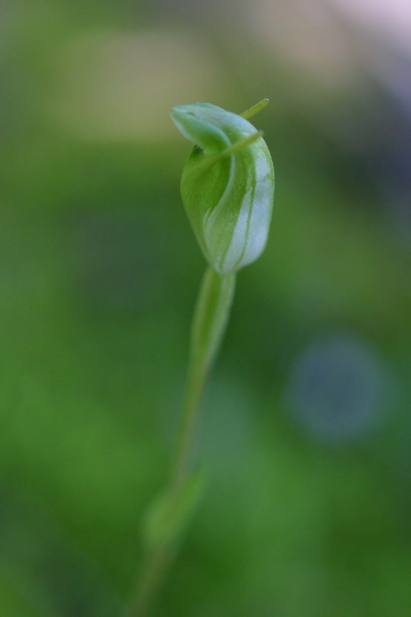 Short-eared Snail Orchid or Green Hood