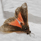 Joyful Virbia Moth