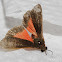 Joyful Virbia Moth