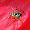 jumping spider