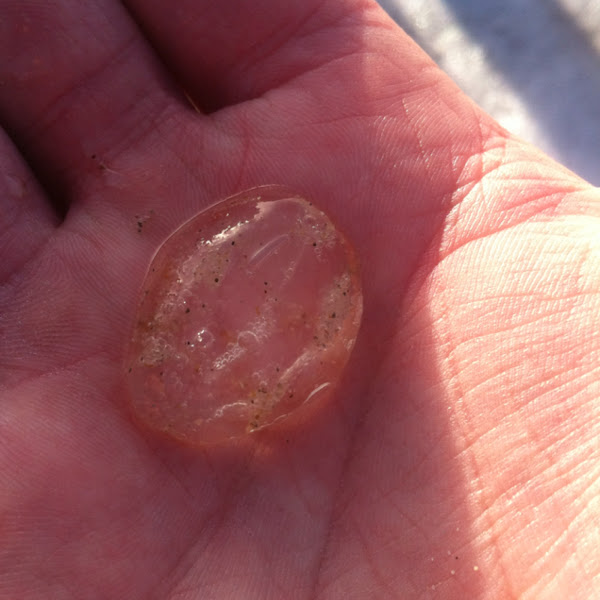 Sea gooseberry Project Noah