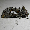 Bilobed Looper Moth