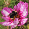 Yellow-Faced Bumblebee in Cosmos
