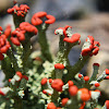 British Soldier Lichen