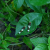 Lime Swallowtail