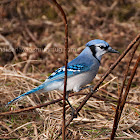 Blue Jay