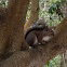 Eastern Gray squirrel
