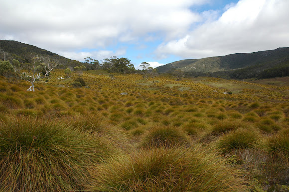 Button grass | Project Noah