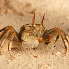 Horned ghost crab