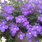 Hanging purple flowers