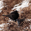 Common Blackbird - Kos černý