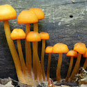 Mycena mushrooms