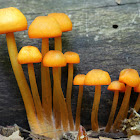 Mycena mushrooms