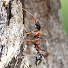 Jumper Ant or Jumping Jack
