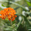 Butterfly Weed